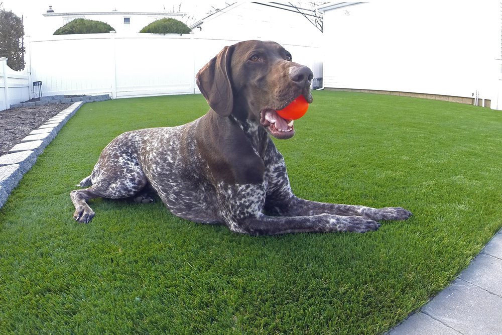 Oakley artificial pet turf